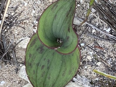 Massonia longipes, photographed by Christina