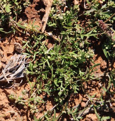 Lepidium desertorum, photographed by Tony Rebelo