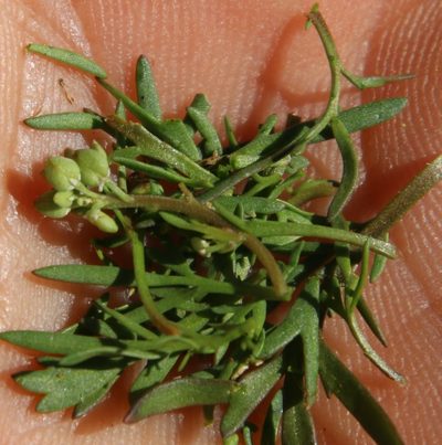 Lepidium desertorum, photographed by Tony Rebelo
