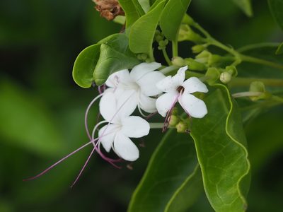 Volkameria inermis, photographed by 葉子