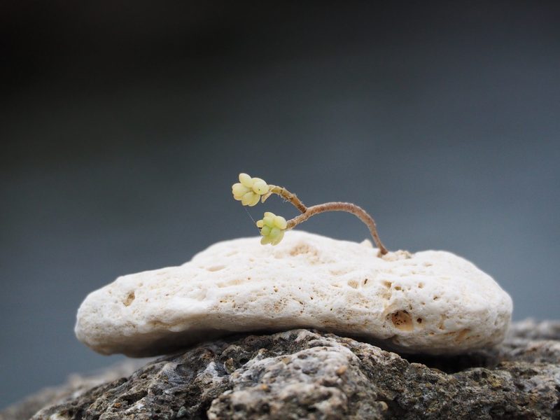 Portulaca psammotropha, photographed by 葉子