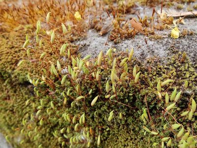 Rosulabryum capillare, photographed by Paul Braun