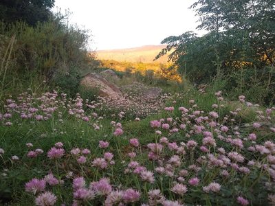 Gomphrena pulchella, photographed by Joaquin Valentinuzzi