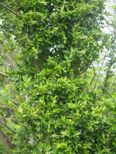 Gynochthodes parvifolia, photographed by 葉子