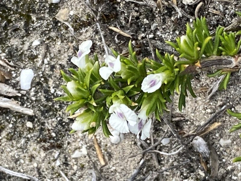 Muraltia pappeana, photographed by Christina