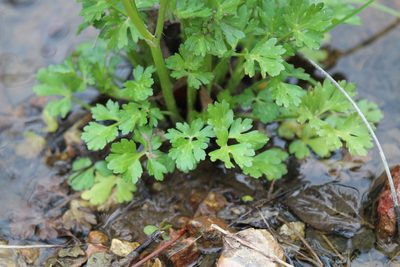 Ranunculus sardous, photographed by Steven Lamonde