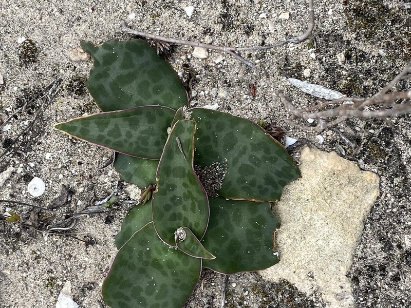 Ledebouria revoluta, photographed by Christina