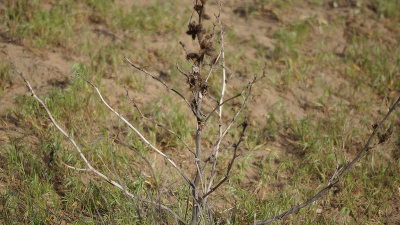Xanthium orientale, photographed by Дима Орлов