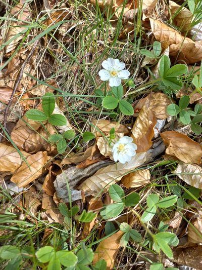 Potentilla montana, photographed by Pere Barnola