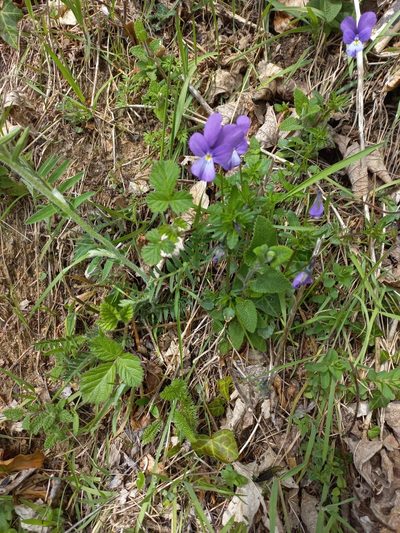Viola bubanii, photographed by Pere Barnola