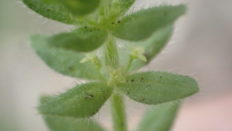Cruciata pedemontana, photographed by John Abrams