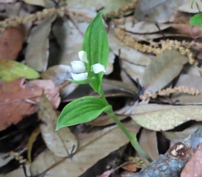 Cephalanthera erecta, photographed by mami_t_t