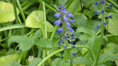 Muscari armeniacum, photographed by Muki Haklay