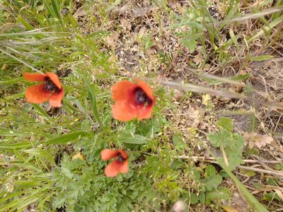 Roemeria argemone, photographed by Wouter Van Landuyt