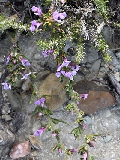 Muraltia barkerae, photographed by Christina