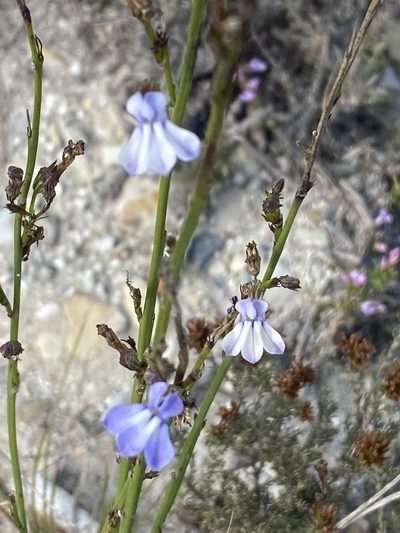 Lobelia capillifolia, photographed by Christina