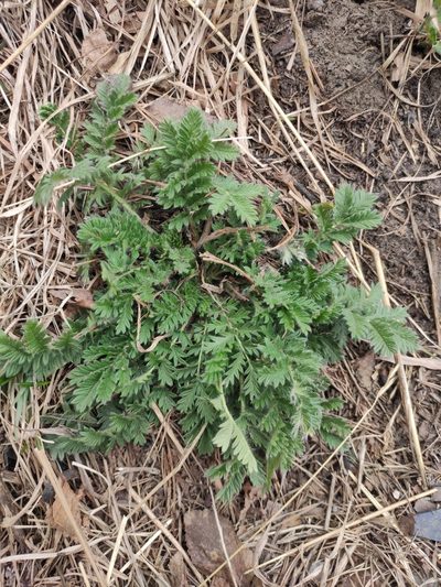 Potentilla tanacetifolia, photographed by Юлия