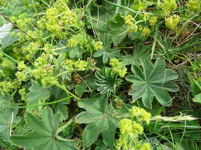 Alchemilla monticola, photographed by Grzegorz Grzejszczak