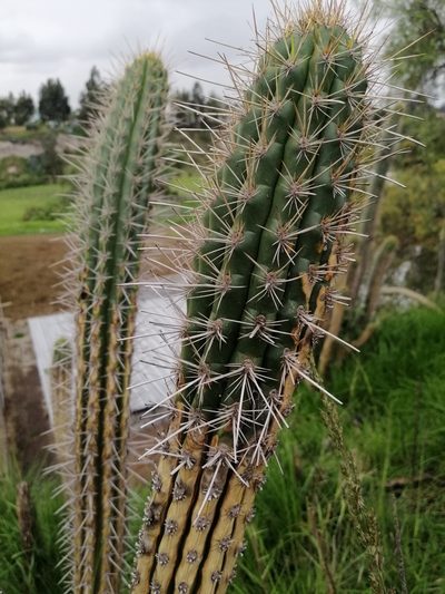 Borzicactus sepium, photographed by Alejandro Alfredo Aguirre