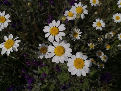 Anacyclus clavatus, photographed by Noa
