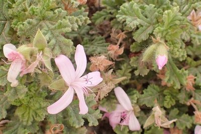 Pelargonium quercifolium, photographed by Peter Warren