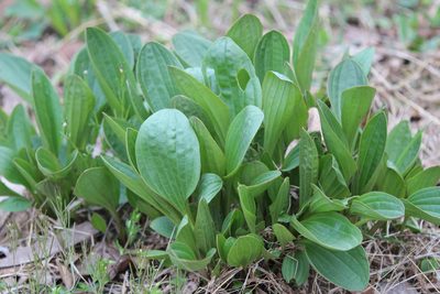 Arnoglossum plantagineum, photographed by Steven Lamonde