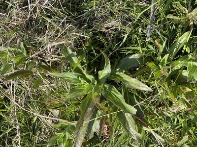 Epilobium hirsutum, photographed by Steven Cross