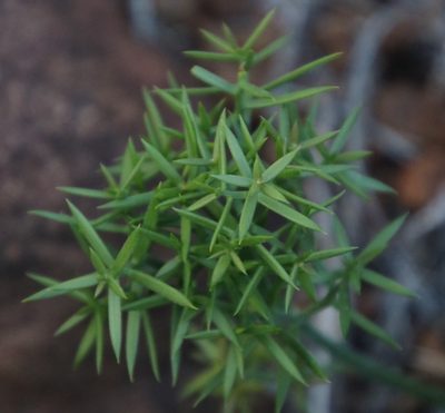 Asparagus striatus, photographed by Tony Rebelo