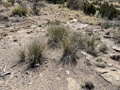 Nolina microcarpa, photographed by CK2AZ