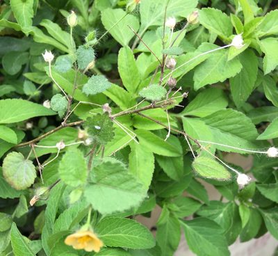 Sida cordata, photographed by Yj