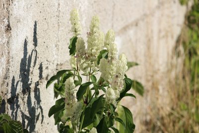 Nicoteba betonica, photographed by Ricard Busquets Reverte