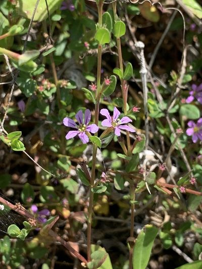 Lythrum flagellare, photographed by Claire Herzog