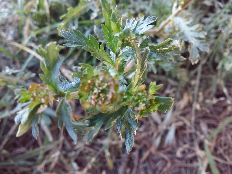 Lepidium bipinnatifidum, photographed by Humber Alberto