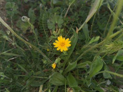 Calendula arvensis, photographed by Noa