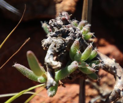 Trichodiadema setuliferum, photographed by Tony Rebelo