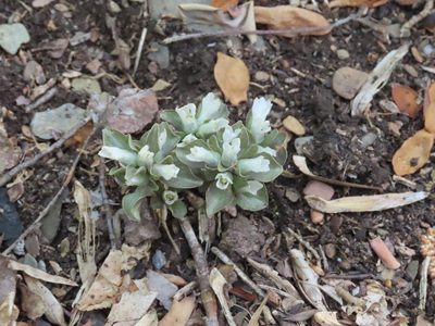 Obolaria virginica, photographed by Bruce Slater