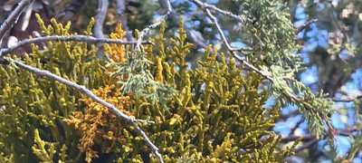 Phoradendron juniperinum, photographed by Tom Kennedy
