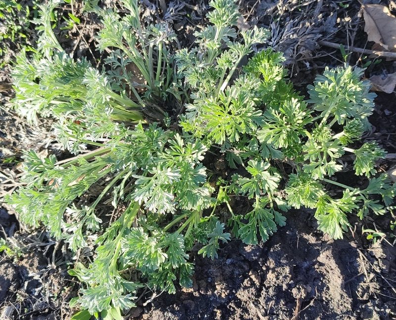 Artemisia sieversiana, photographed by Yurii Basov