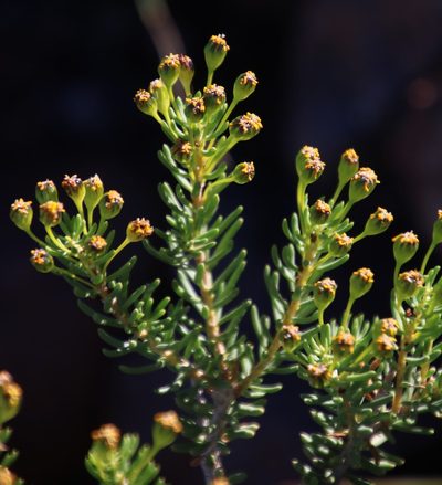 Euryops nodosus, photographed by Tony Rebelo