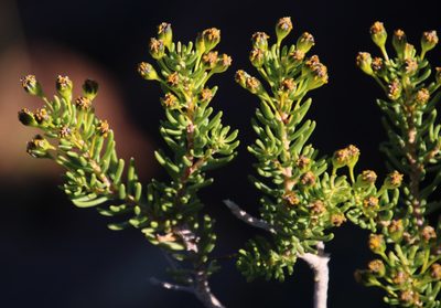 Euryops nodosus, photographed by Tony Rebelo