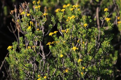 Euryops nodosus, photographed by Tony Rebelo