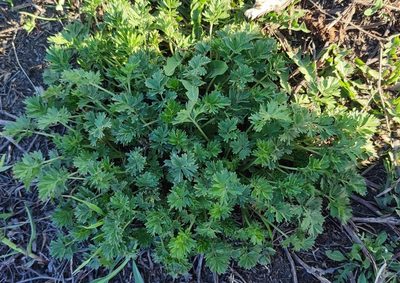 Potentilla tobolensis, photographed by Yurii Basov