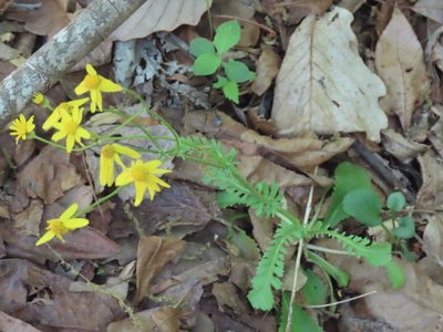 Packera obovata, photographed by Bruce Slater