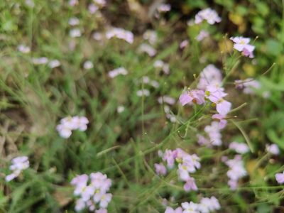 Arabidopsis arenosa, photographed by Paul Braun
