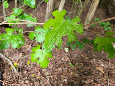 Vitis mustangensis, photographed by Morgan Hay
