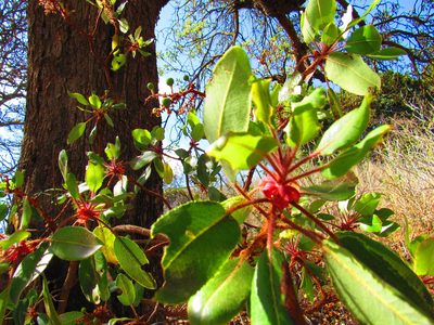 Arbutus tessellata, photographed by Oscar Alejandro Morales Juárez