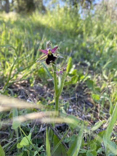 Ophrys bertolonii, photographed by Debora Barbato