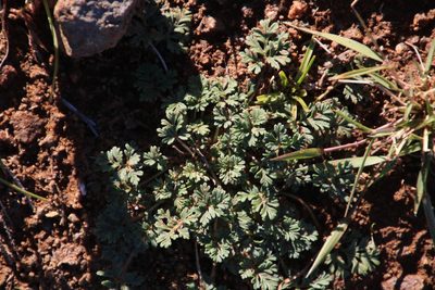 Pelargonium minimum, photographed by Tony Rebelo