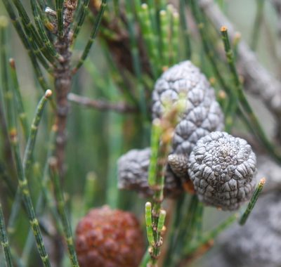 Allocasuarina monilifera, photographed by John Brew