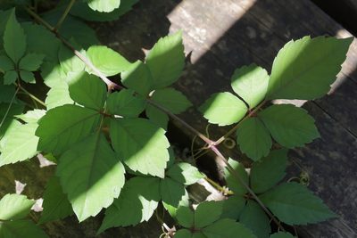 Causonis japonica, photographed by Lauren McLaurin